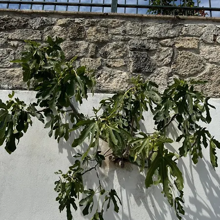 The Fig House * Paliúri